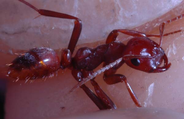 Photo of Polyergus breviceps by <a href="http://www.tru.ca/schs/biol/facpgs/rhiggins/">Rob Higgins</a>
